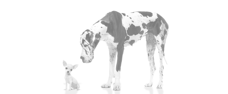 verschieden große Hunde